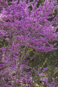 Cercis occidentalis 'Claremont'