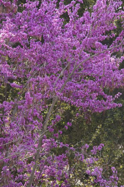 Cercis occidentalis 'Claremont'