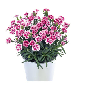 Dianthus