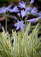 Agapanthus hybrid 'Golden Drop'