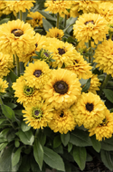 Rudbeckia hirta