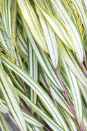 Hakonechloa macra
