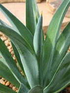 Agave x protifolia 'Jade'
