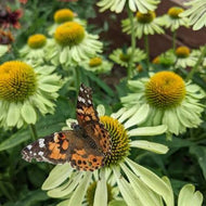 Echinacea purpurea 'Alan's Pride'