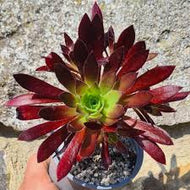 Aeonium 'Cabernet Fluffy'