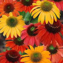 Load image into Gallery viewer, Perennial 5-inch
