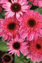 Load image into Gallery viewer, Perennial 5-inch
