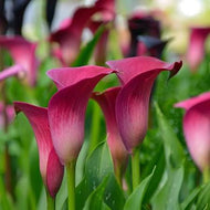 Zantedeschia 'Dynasty'