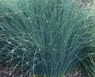 Juncus patens 'Elk Blue'