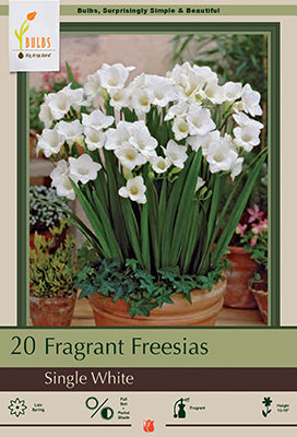 Freesia