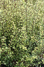 Load image into Gallery viewer, Pittosporum tenuifolium
