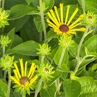 Rudbeckia subtomentosa `Little Henry’