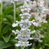 Salvia farinacea