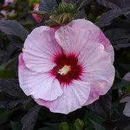 Hibiscus x Summerific 'Perfect Storm'