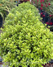 Load image into Gallery viewer, Pittosporum tenuifolium
