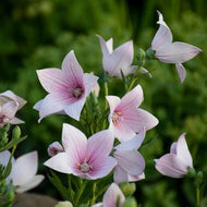 Platycodon grandiflorus 'Pop Star™ Pink'