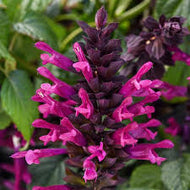 Salvia guaranitica hybrid