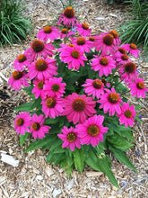 Load image into Gallery viewer, Perennial 5-inch
