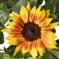 Helianthus Solsation® Flame
