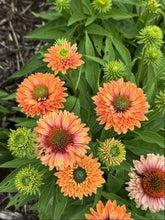 Load image into Gallery viewer, Perennial 5-inch
