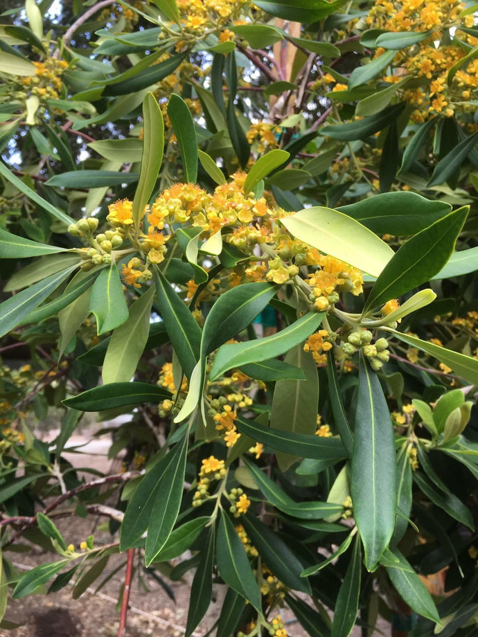 Tristania laurina ‘Elegant’