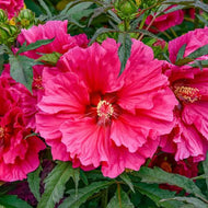 Hibiscus x