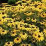 Rudbeckia fulgida var. sullivantii 'Goldsturm'